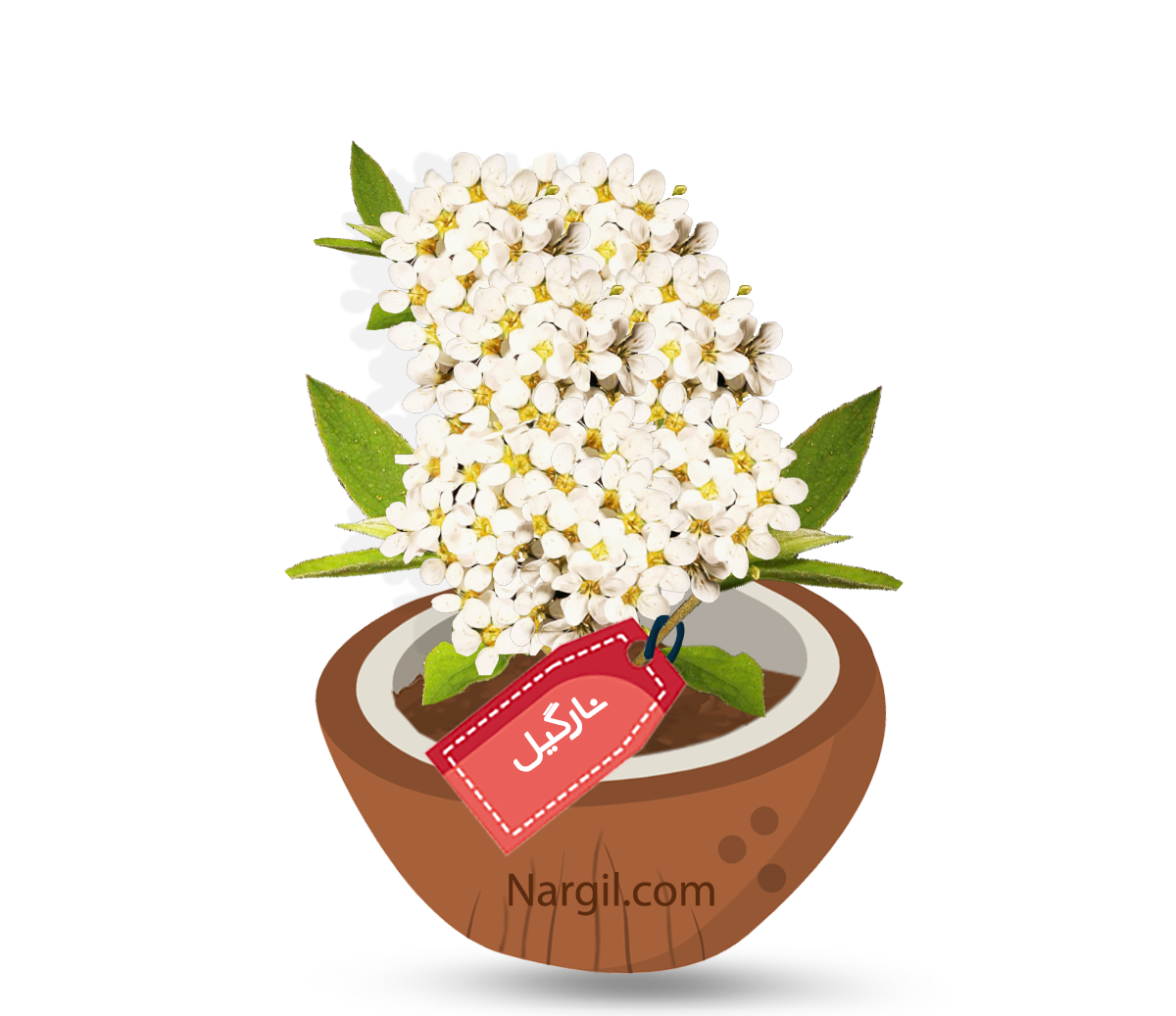  Nargil - scalloped spirea